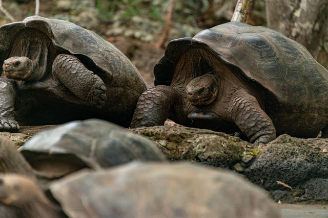 Galápagos giant tortoises