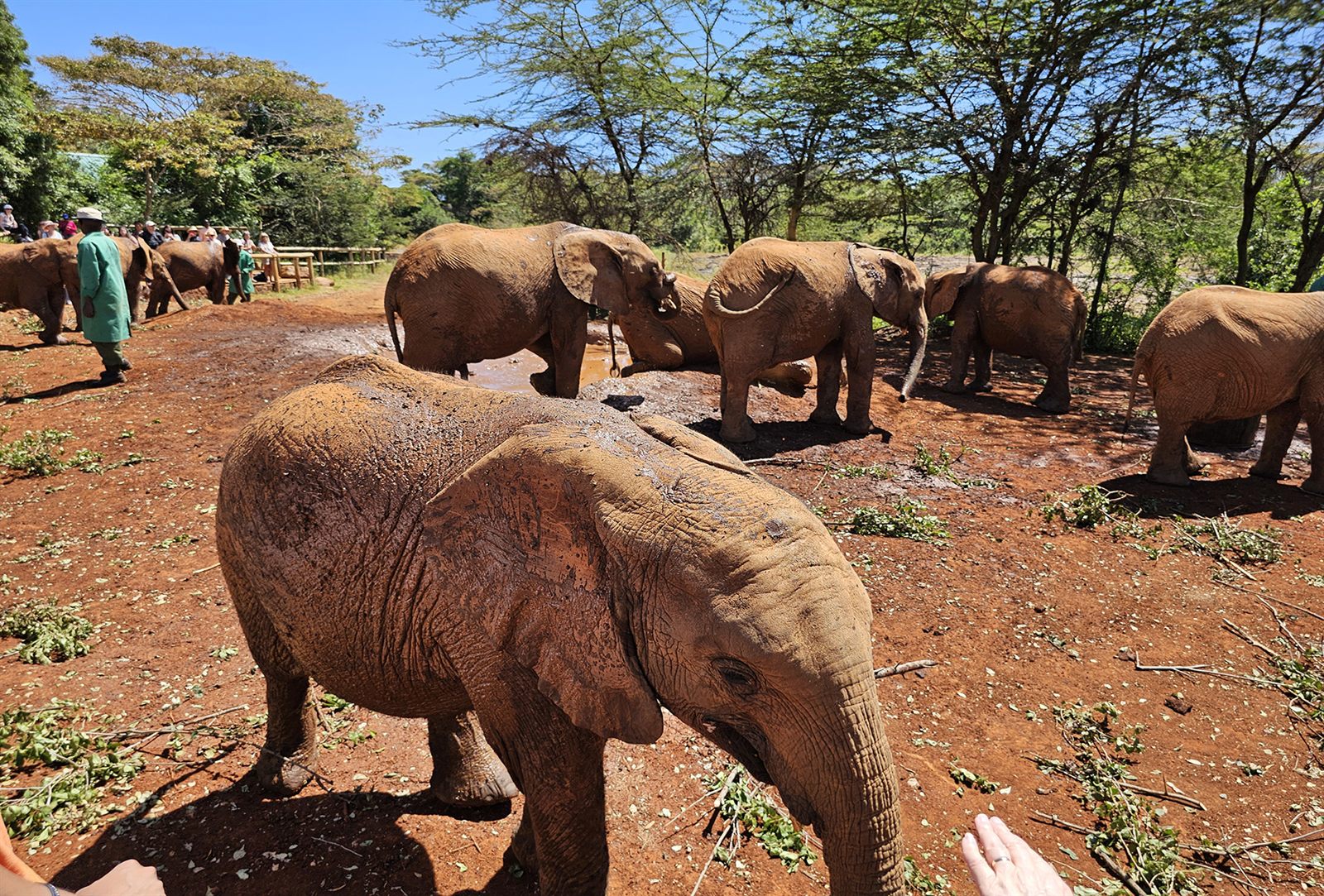 Young elephants on red earth in an African wildlife reserve