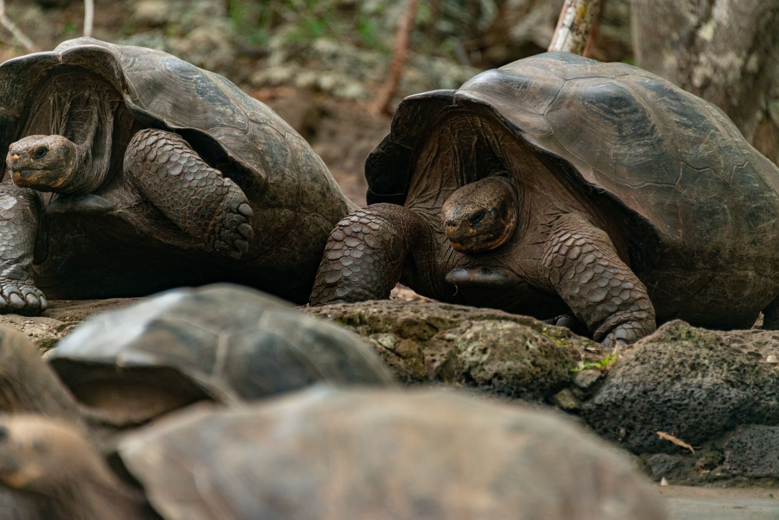 Galápagos giant tortoises resting on rocky ground