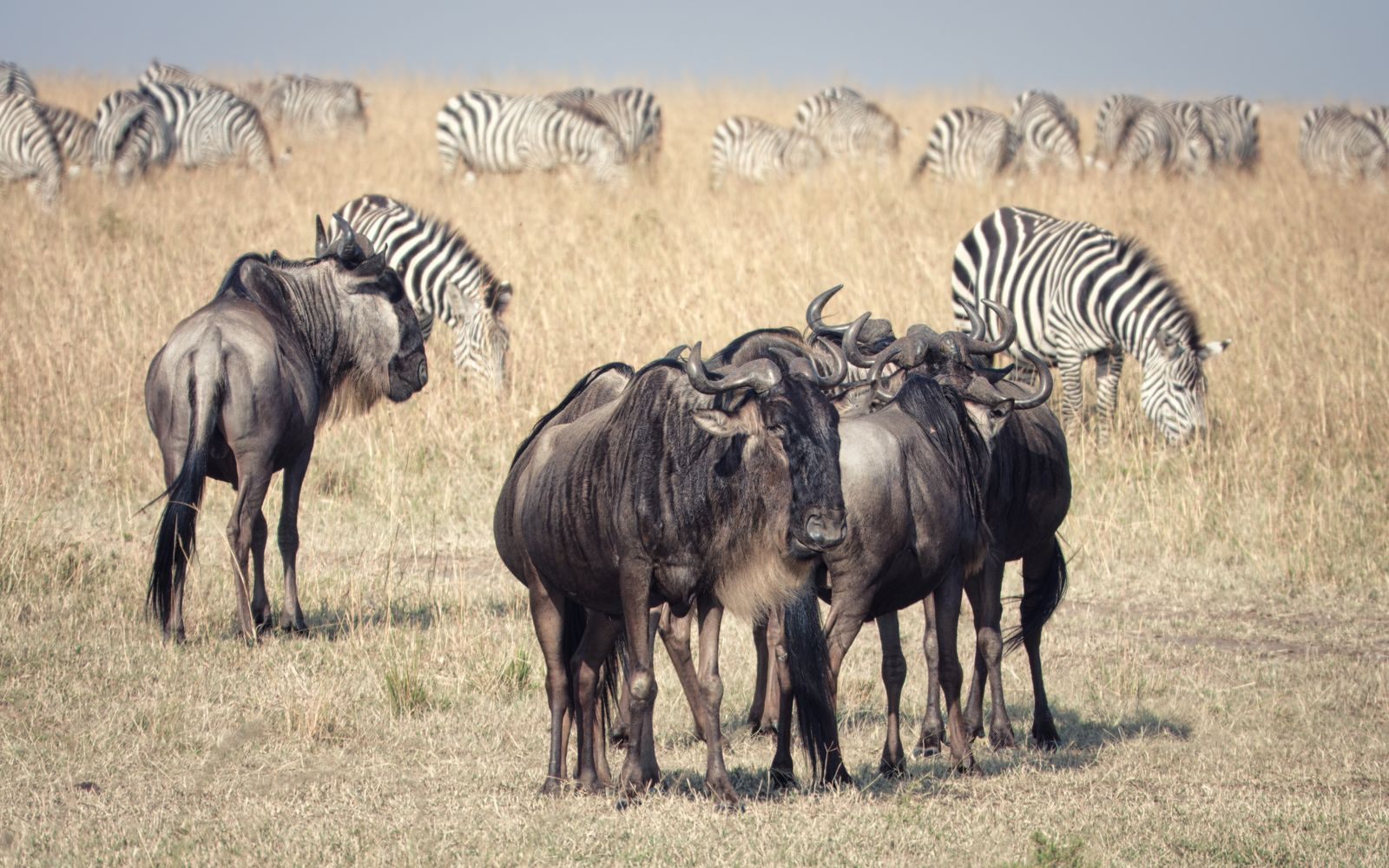 Wildebeest and zebras grazing in the Maasai Mara, Kenya